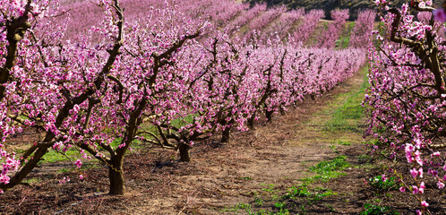 Plantation of blossoming peach trees in spring