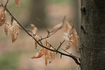 Suche, zeszłoroczne liście buka w obiektywie makro wiosną / Dry last year's beech leaves in a macro lens in spring © Grzegorz Zaręba