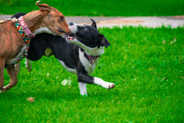 dogs in the park playing 