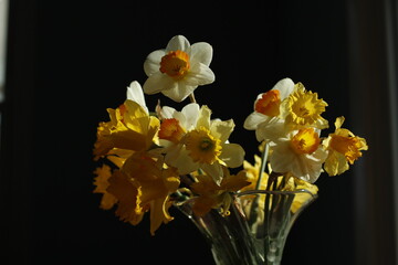 yellow daffodils in a vase