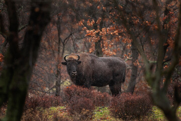 European bisons hiding in the forest. Bisons in the Rhodope Mountains, Bulgaria during strong rain. European wildlife. 