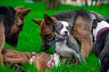 dogs in the park playing 