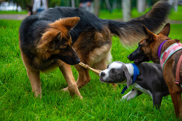 dogs in the park playing 