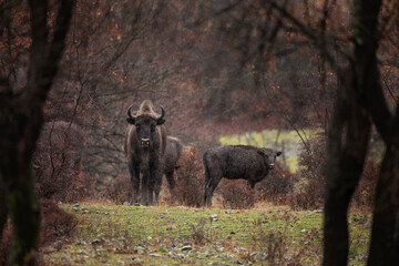 European bisons hiding in the forest. Bisons in the Rhodope Mountains, Bulgaria during strong rain. European wildlife. 