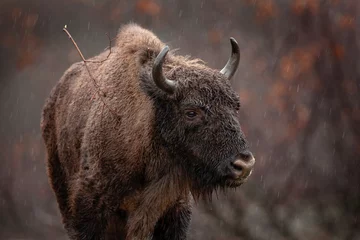 Muurstickers European bisons hiding in the forest. Bisons in the Rhodope Mountains, Bulgaria during strong rain. European wildlife.  © prochym