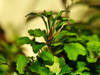 Bucephalandra