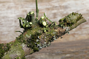 parasitic mistletoe infestation on an apple tree 