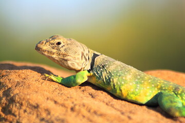 Lazy Lizard