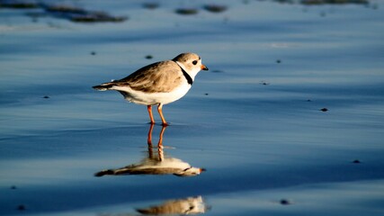 Sad Piping Plover