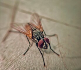 Insect, macro, nature, bug 