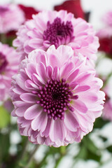 Fototapeta premium Purple mum flower 