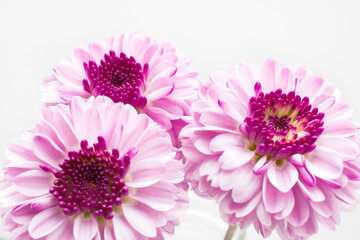 Purple mum flower with white background