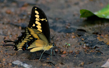 mariposa amarilla negra