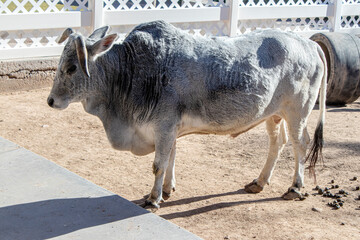 Miniature Zebu