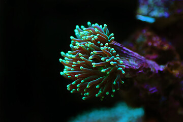 Colorful Euphyllia glabrescens AKA Euphyllia Torch in closeup scene in reef tank
