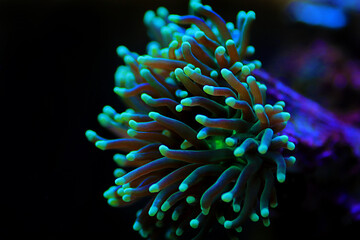 Colorful Euphyllia glabrescens AKA Euphyllia Torch in closeup scene in reef tank