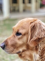 Head shot portrait of a beautiful Golden Retriever in the backyard