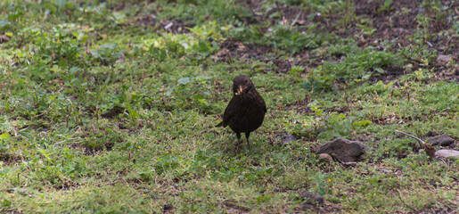 Turdus sp perteneciente a la familia Turdidae