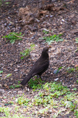 Turdus sp perteneciente a la familia Turdidae