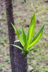 Yucca sp perteneciente a la familia Agavaceae