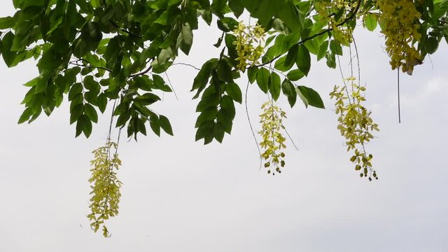 Cassia fistula known as the golden rain tree yellow flowers is swaying in the wind. Yellow flower in isolated white background. Slow-motion video.