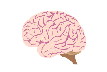 人間の脳のイラスト