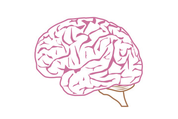 人間の脳のイラスト