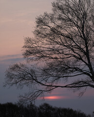 日の出と木のシルエット(Sunrise and tree silhouette)