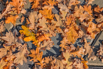 Fallen oak autumn leaves on the sidewalk