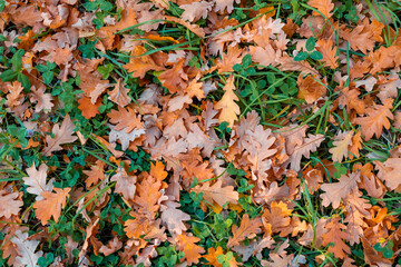 Fallen oak autumn leaves in a forest clearing