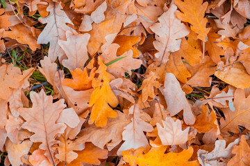 Fallen oak autumn leaves in a forest clearing