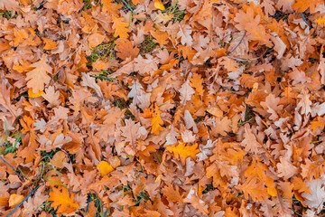 Fallen oak autumn leaves in a forest clearing