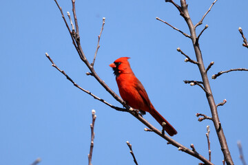Male Northern cardinal singing his heart out trying to attract a mate on a spring afternoon in bright sunny sky