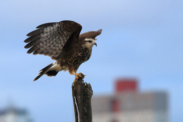 photo of a Snail Kite (Rostrhamus sociabilis) perched with its wings spread with a snail on its paw
