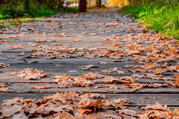 Yellow autumn leaves on the path in the park