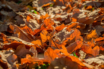 Fallen oak autumn leaves in a forest clearing