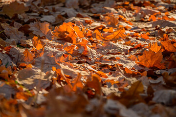 Fallen oak autumn leaves in a forest clearing
