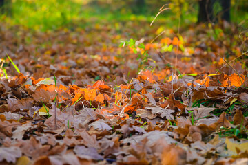 Yellow autumn leaves on the lawn in the park