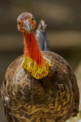 What you looking at brother!