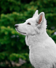 Obraz premium white swiss shepherd puppies in a wet and dirty forest. The white dog is hunting. A dog resembling a small wolf. White Wolf 