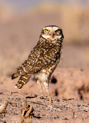 The burrowing Owl they are birds of twilight habits. They nest on the ground and live in colonies of families of up to 4 individuals