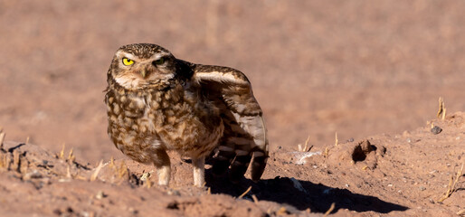 This burrowing owls usually stretch their wings to groom their feathers. it is normal to see them doing this when coming out of their burrow underground