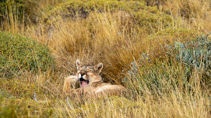 lazy puma waking up from his nap after breakfast