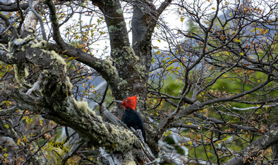 Magellanic Woodpecker is the biggest woodpecker in the world. You can hear the sound of his drumming or pecking from miles away. This one is a male. You can notice it for the red of the head.
