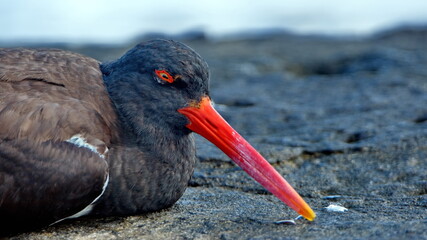 Close up of an American oystercatcher (Haematopus palliates) lying on lava rock in Puerto Egas,...