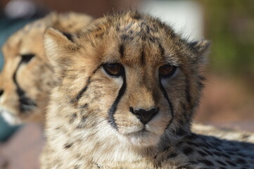 Portrait of a cute Cheetah (Acinonyx jubatus) with spots in a game reserve in Africa
