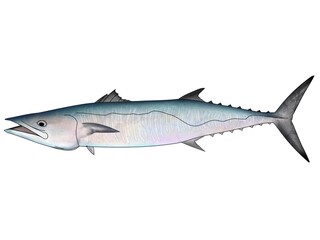 Colored King Mackerel
