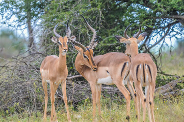 A group of Imapala or deer posing in a game reserve