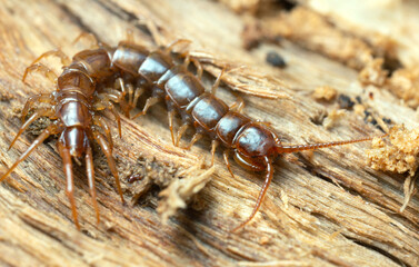 Centipede, Lithobiidae on wood, macro photo