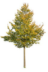 Deciduous tree, maple tree cutout, autumn color leafed tree